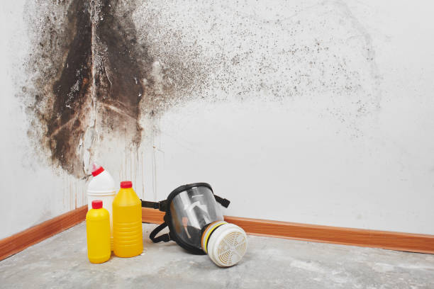 Best White Mold Remediation in Wink, TX