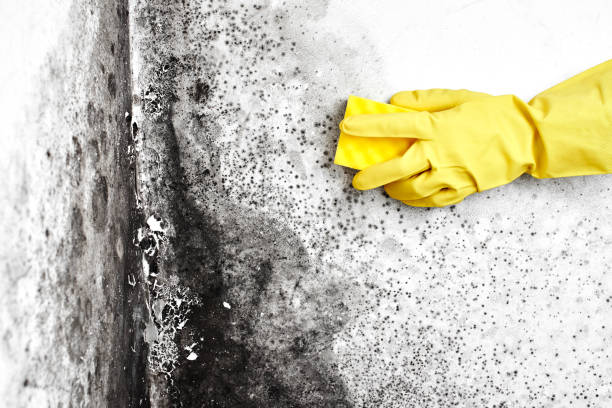 Best Insurance-Related Mold Remediation in Wink, TX