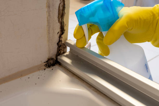 Best Industrial Mold Remediation in Wink, TX