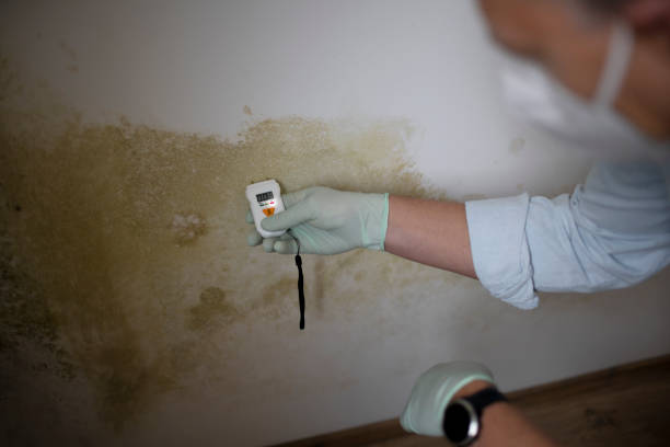 Best Post-Flood Mold Remediation in Wink, TX