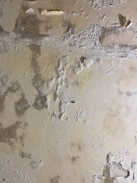 Best Localized Mold Remediation (e.g., coastal areas, humid climates) in Wink, TX